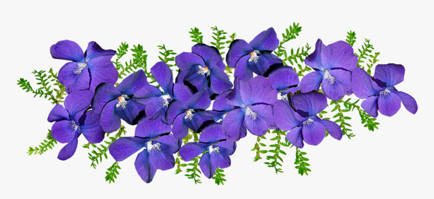 Violets, Flowers, Fern, Arrangement, Fragrant, Perfume - Violets Png, Transparent Png