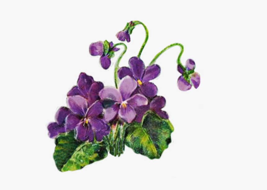 Violets Png Violets Violet Flower Plant Transparent Background, Png