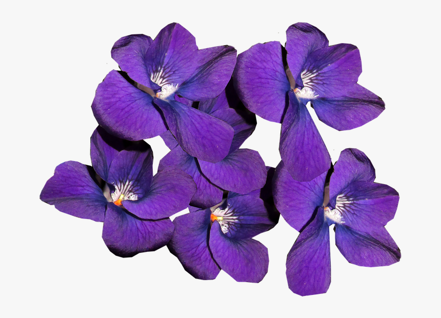 Violets, Flowers, Winter Blooms, Perfume, Fragrant - Фиалки Пнг, HD Png Download