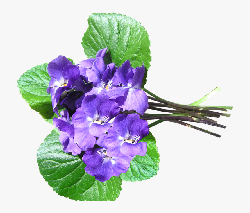 Теменужки Пнг, HD Png Download