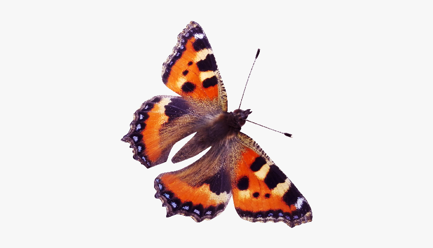 Red Admiral Butterfly Png, Transparent Png