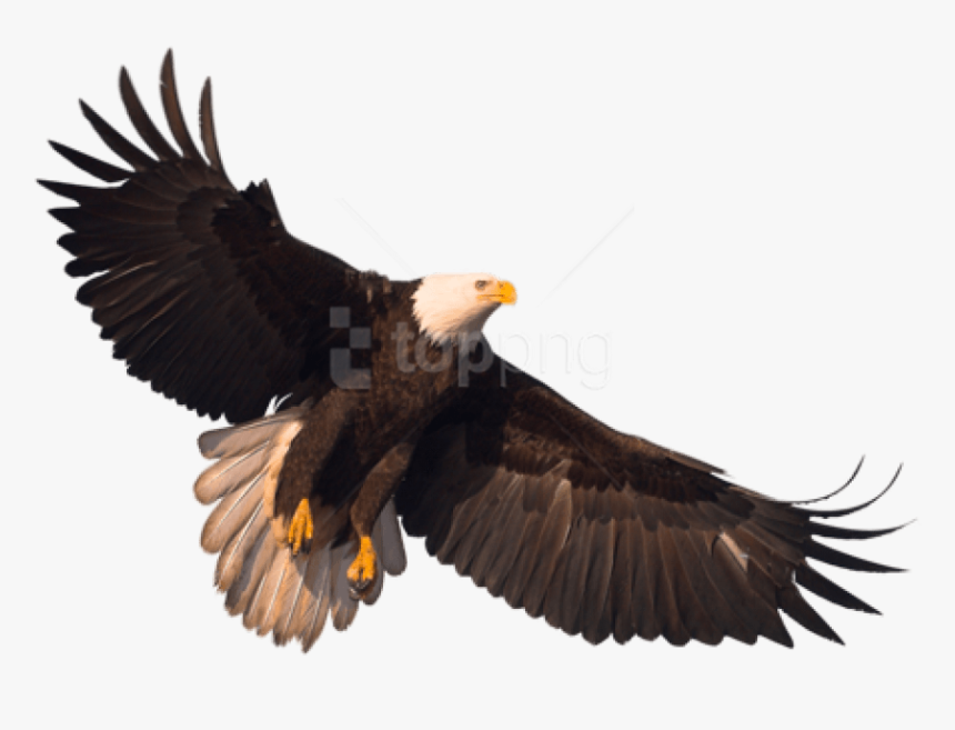 Transparent Background Eagle Png, Png Download
