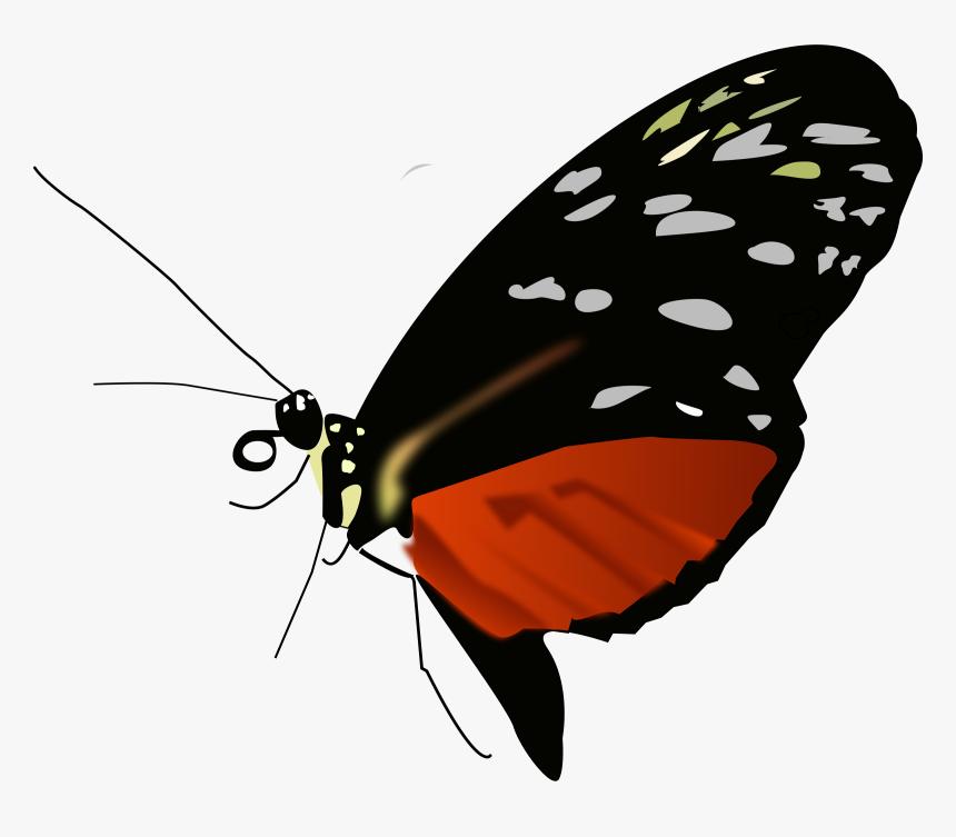 Dark Orange-black Butterfly Clip Arts - Butterflies Red Orange And Black, HD Png Download