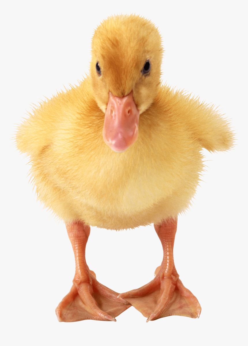 Duckling Png, Transparent Png