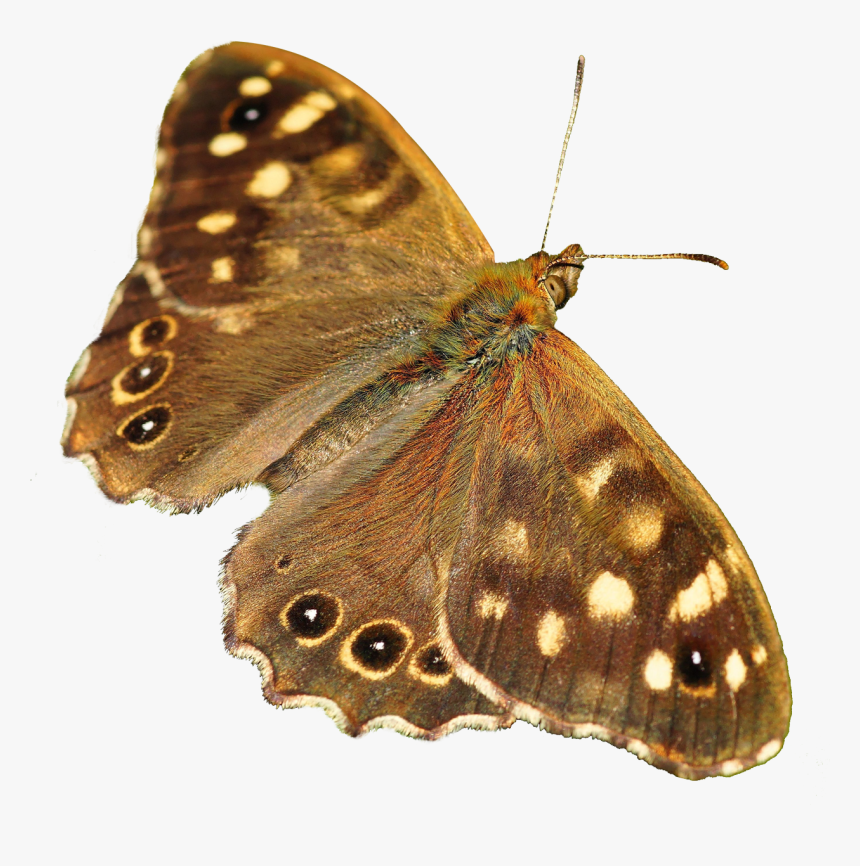 Butterfly Png Image - Butterfly Png, Transparent Png