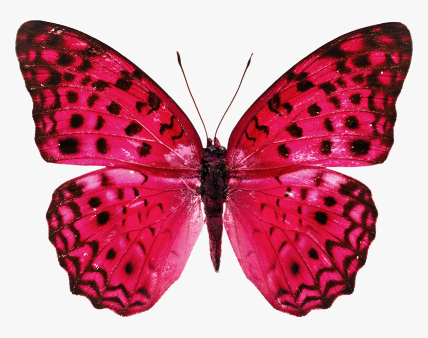 Real Butterfly Png Hd, Transparent Png