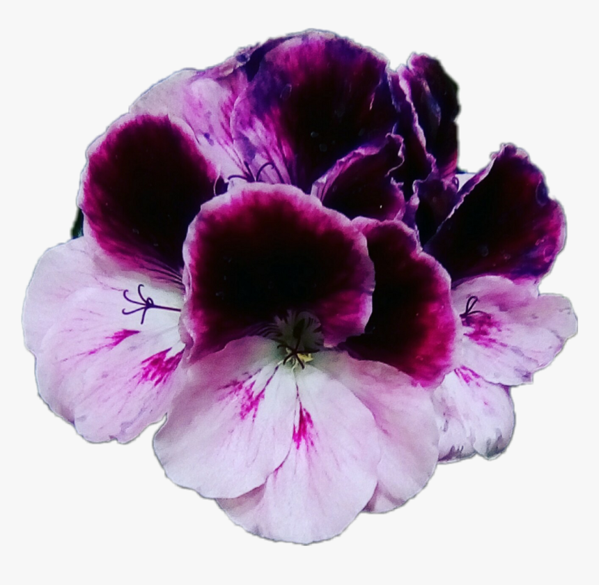 Flores Violet Violets Violetas Moradas Flowers Plantas, HD Png Download