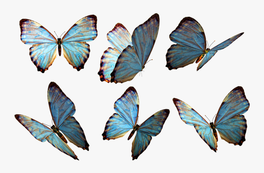 Butterflies Png, Transparent Png