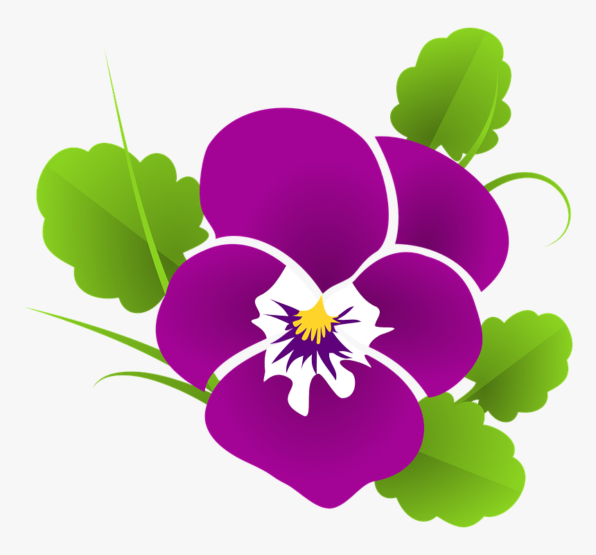 Stiefmütterchen, Veilchen, Viola, Violaceae, Blüte - New Beautiful Wishes Morning, HD Png Download