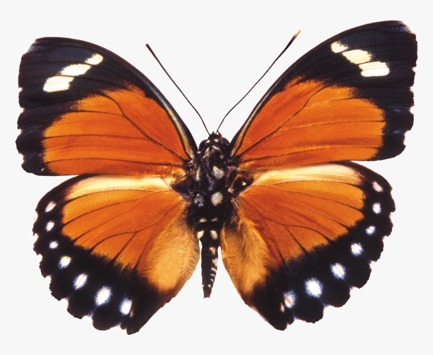 Orange Moth Png, Transparent Png