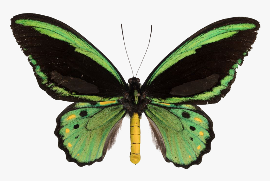 Colorful Butterfly Png Photo - Butterfly, Transparent Png