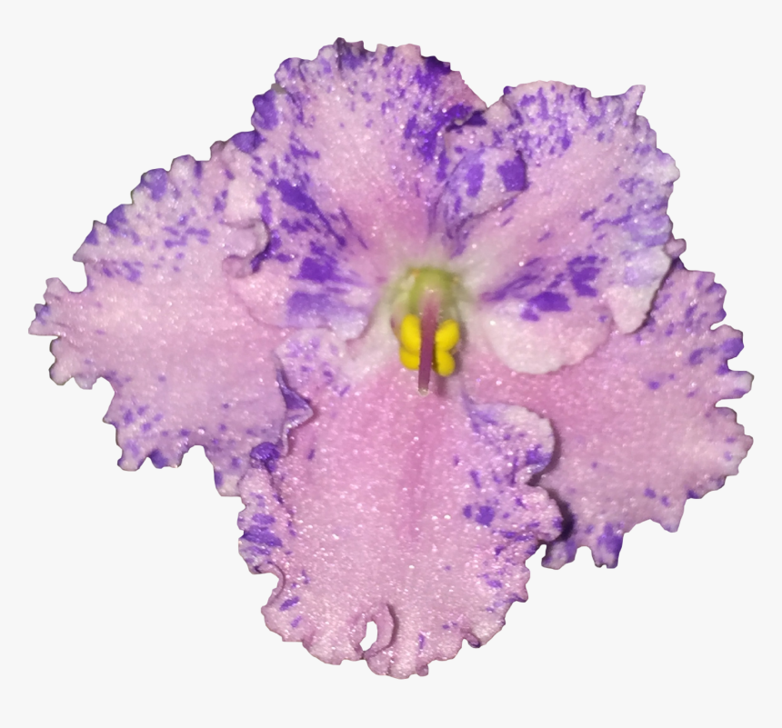 African Violets, HD Png Download
