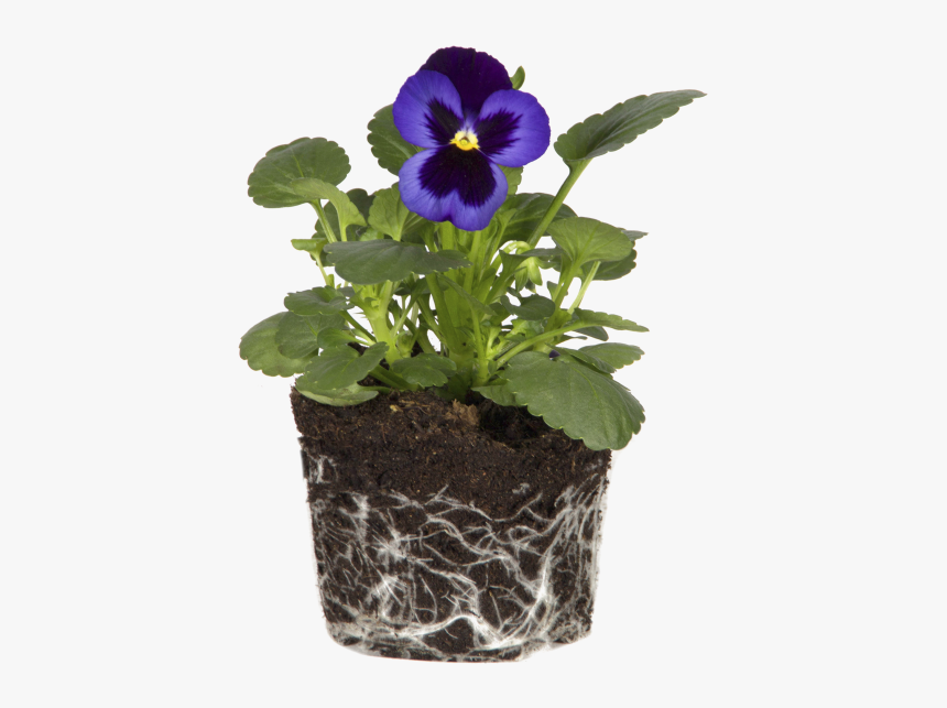 Violet - Pansy, HD Png Download