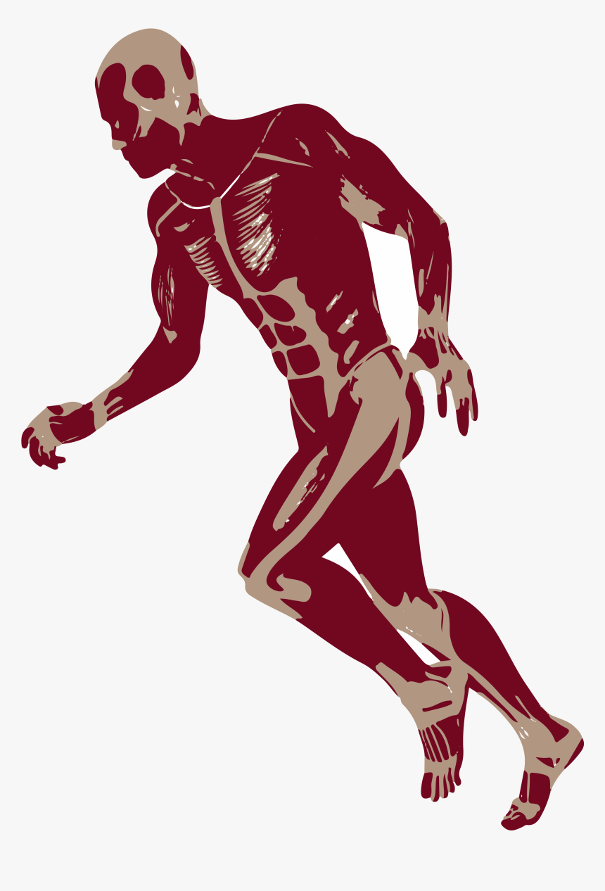3d Man Png -3d Running Man Muscles Anatomy D Png - Muscles Png, Transparent Png