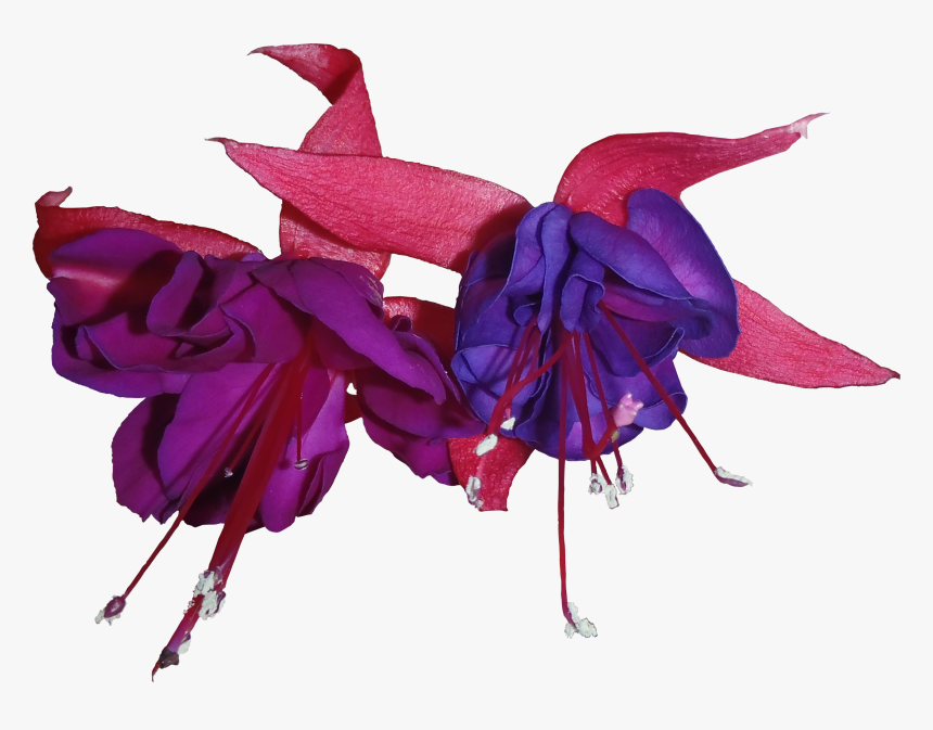 Violet Flower Png - Fuchsia Png, Transparent Png
