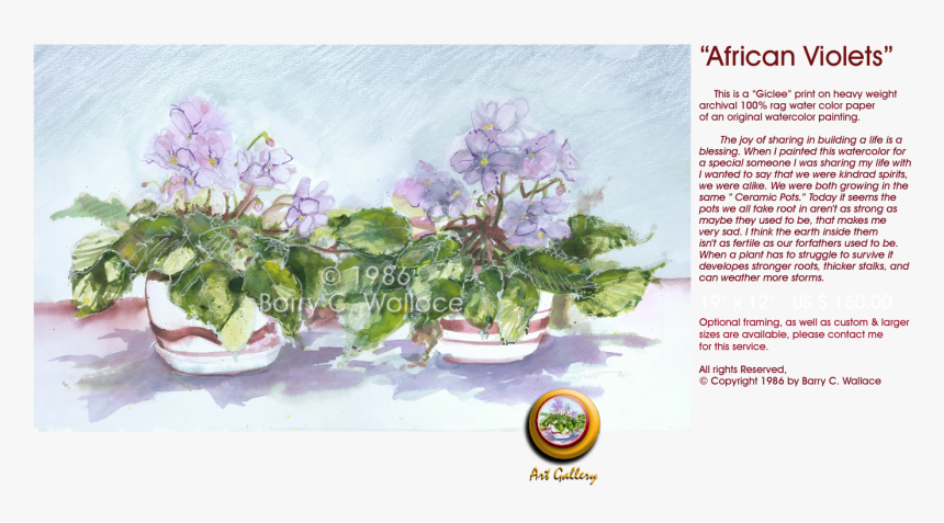 African Violets - Malva, HD Png Download
