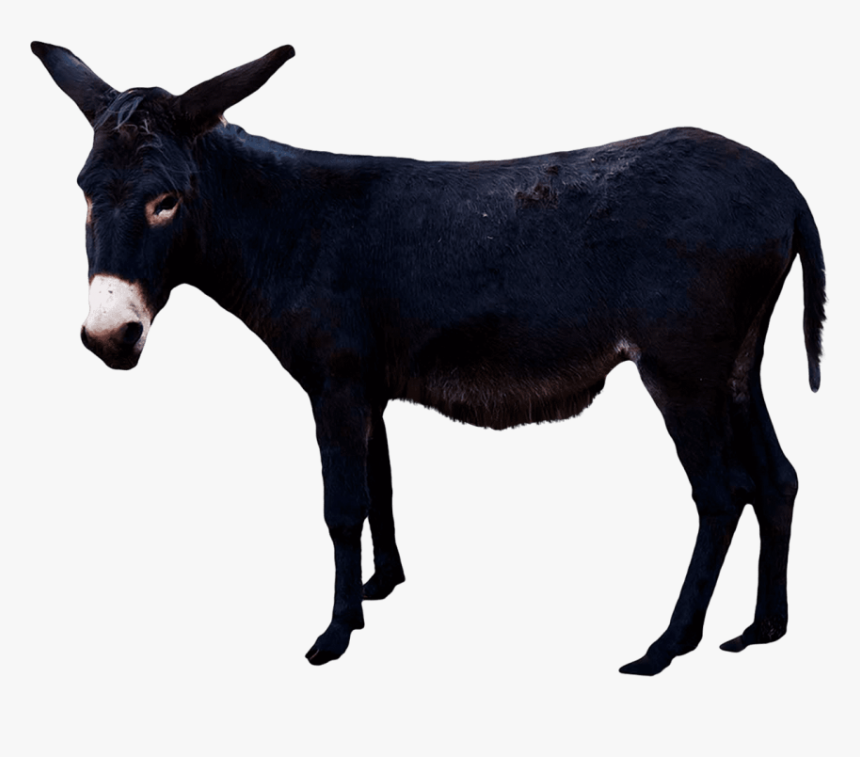 Donkey Png, Transparent Png