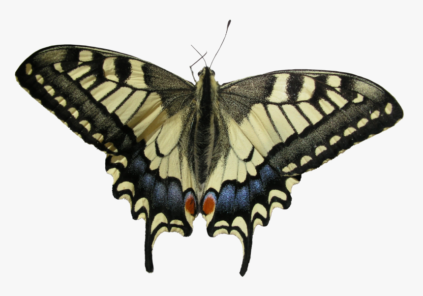 Swallowtail Butterfly, HD Png Download