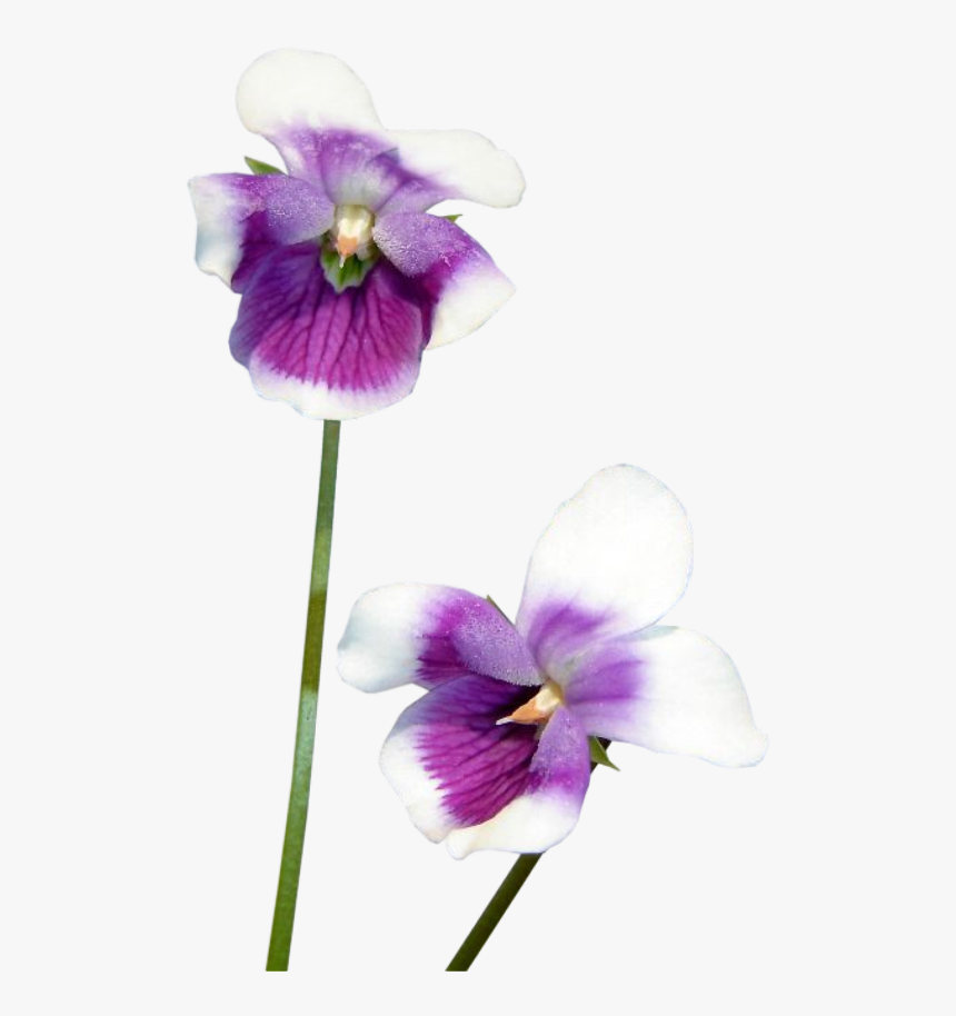 #violets #purple #flowers #flower #freetoedit - Flower, HD Png Download