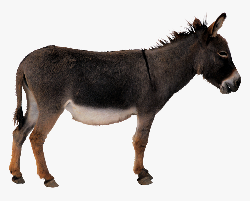 Donkey Png, Transparent Png