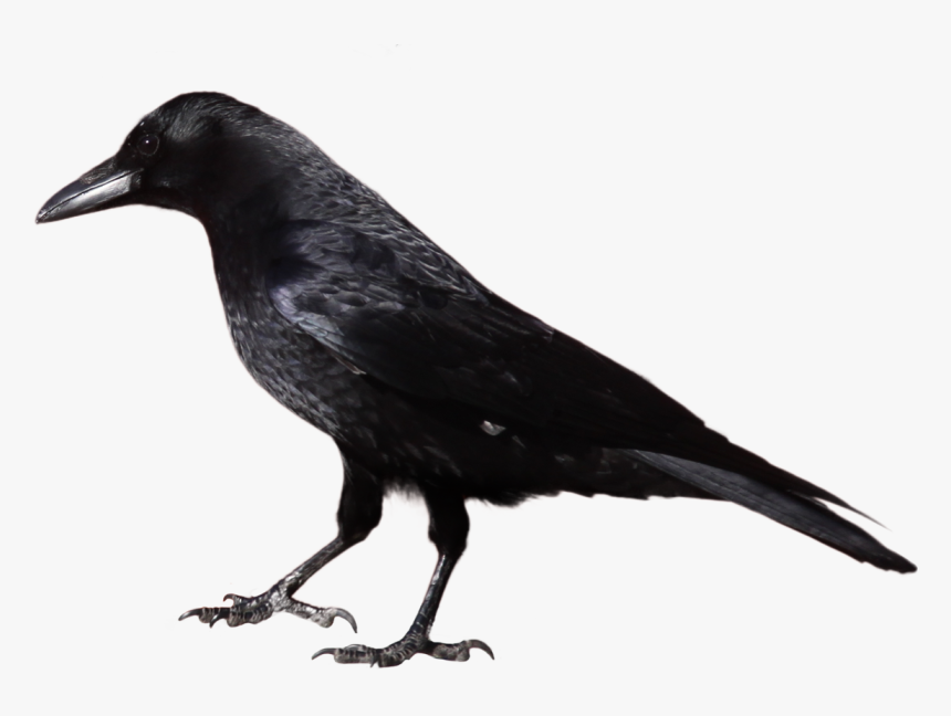 Black Crow Standing Png Image - Crow Black And White, Transparent Png
