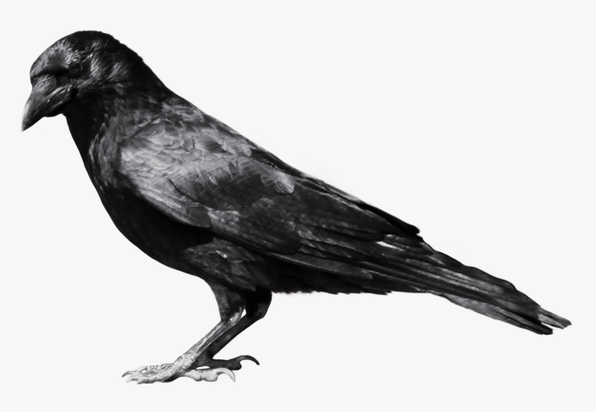 Black Crow Sideview - Crow Png, Transparent Png