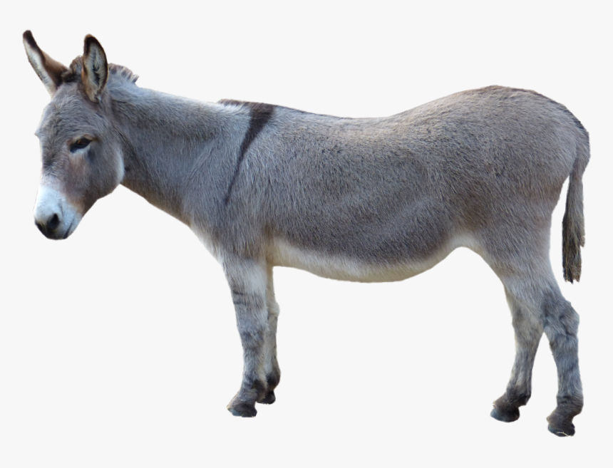 Donkey Png Pic - Donkey Png, Transparent Png