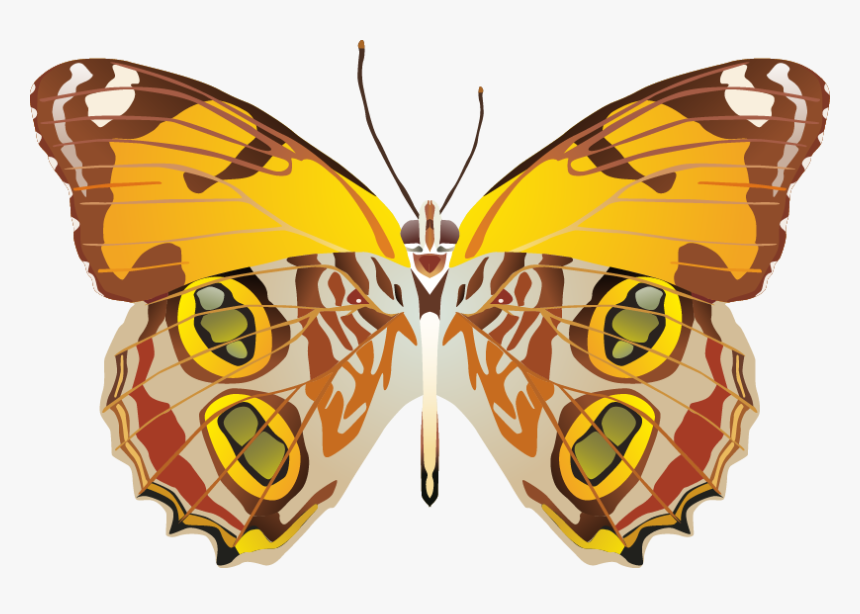 Butterfly Png Images Png - Portable Network Graphics, Transparent Png