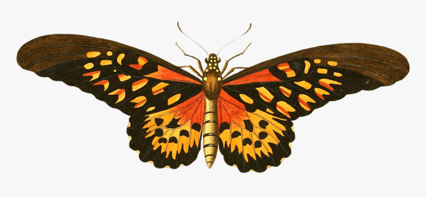 Butterfly Vintage Drawing Png, Transparent Png