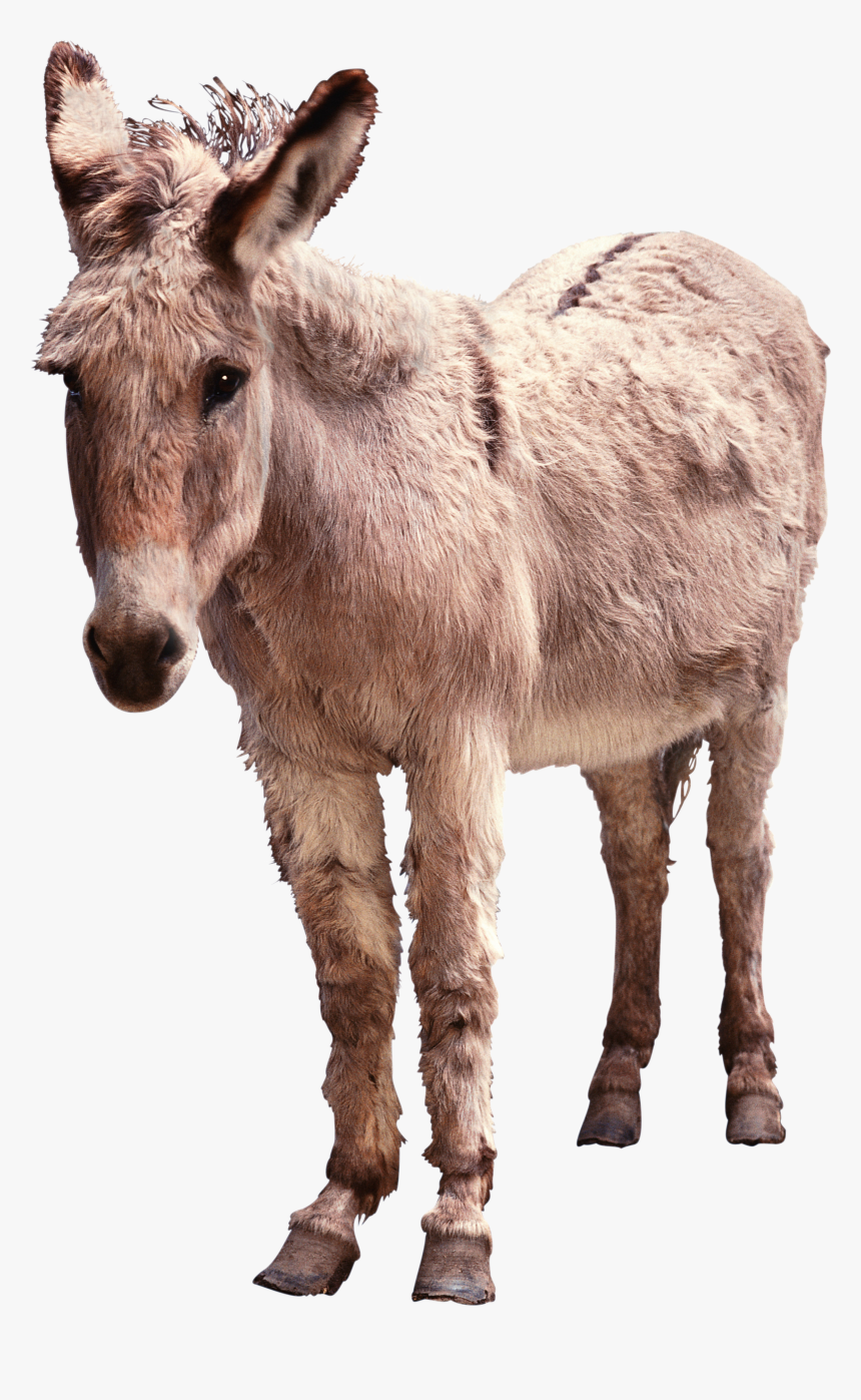 Donkey Png - Portable Network Graphics, Transparent Png
