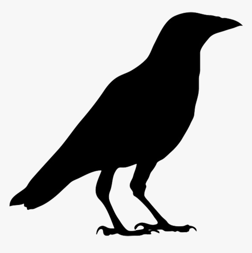 American Crow Common Raven Bird Carrion Crow Clip Art - Crow Black And White, HD Png Download