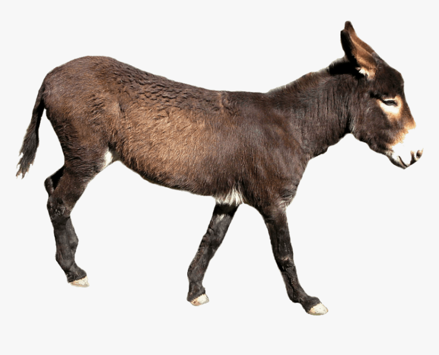 Free Png Donkey Png Images Transparent - Transparent Background Donkey Png, Png Download