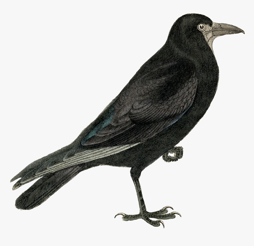 Transparent Raven Flying Png - Crow Free, Png Download