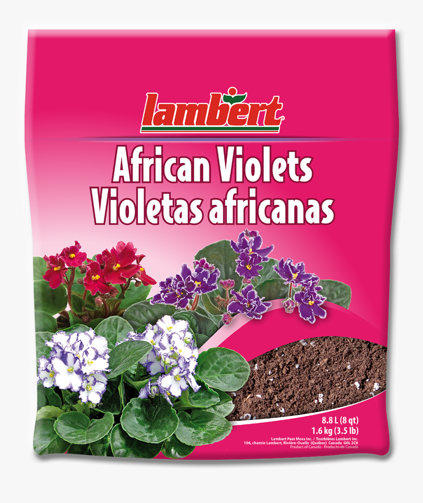 Violets Png, Transparent Png