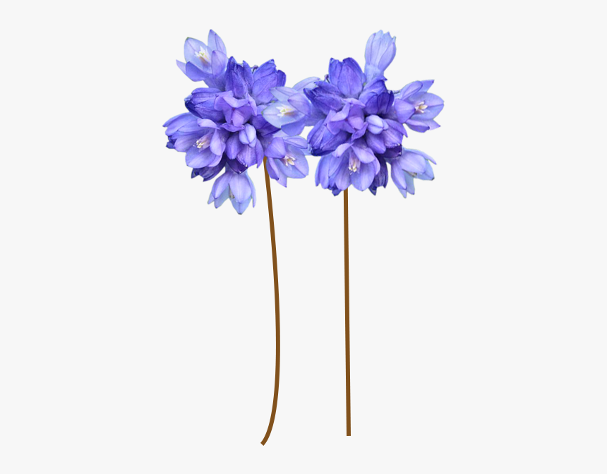 Hyacinth, HD Png Download