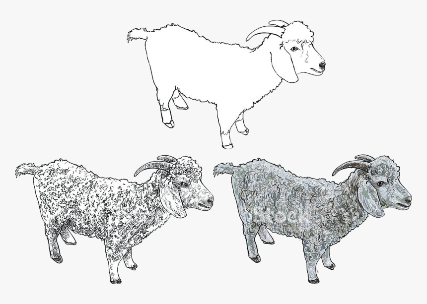 Goat Clipart Free Angora Stock Vector Art Mountain - Ankara Kecisi Cizimi Kolay, HD Png Download