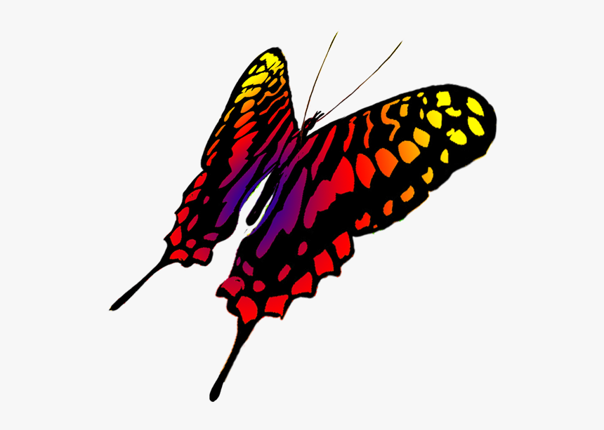 Drawing Of Swallowtail Butterfly - Butterfly, HD Png Download