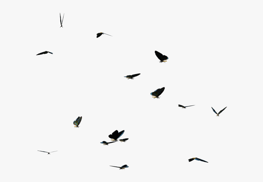 Butterflies Swarm Png Clipart - Flock, Transparent Png