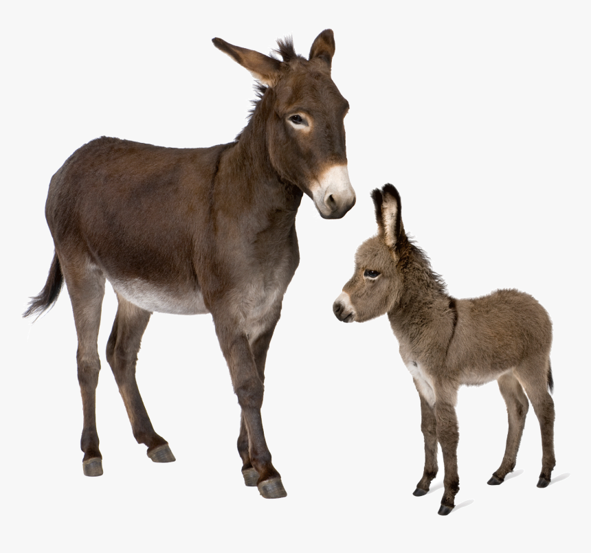 Donkey Png, Transparent Png