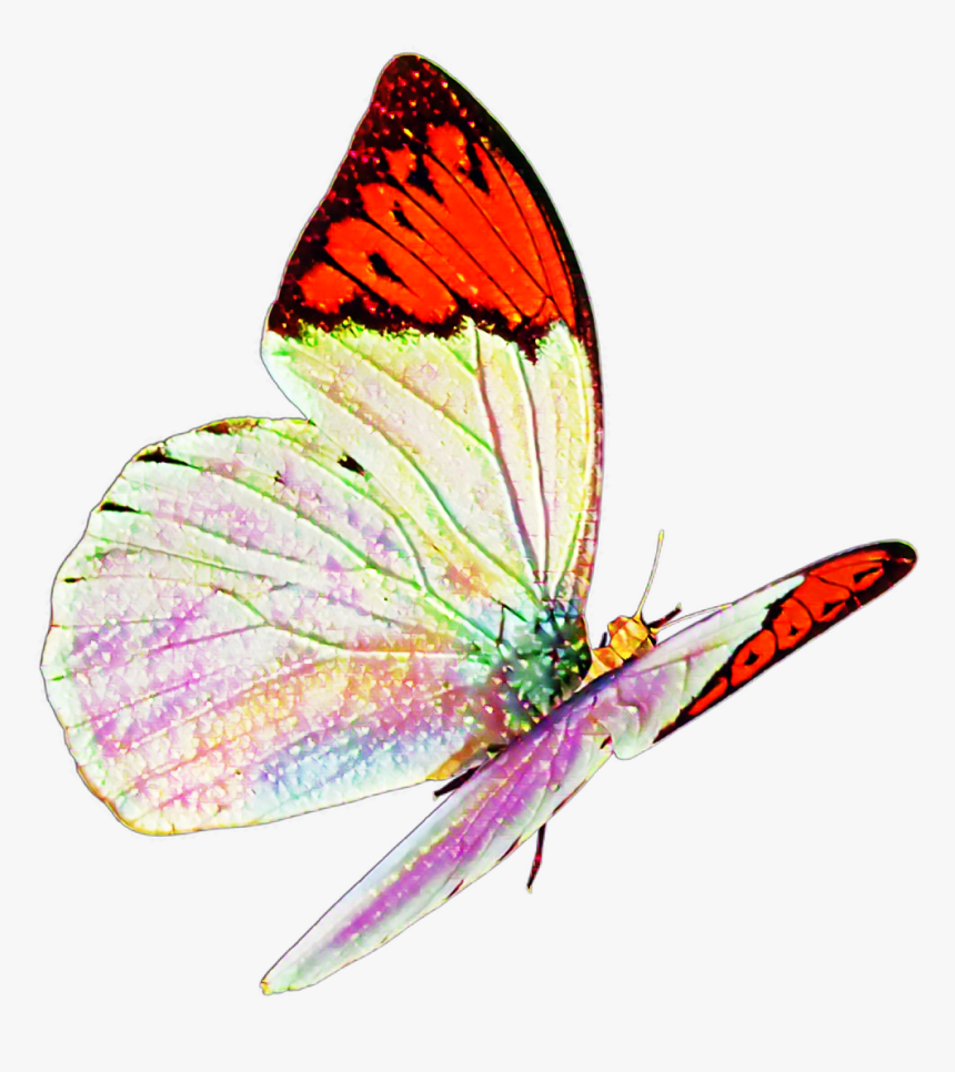 Butterfly Real Nature Flying Sticker Mislen Png Flying - Real Butterfly Png, Transparent Png