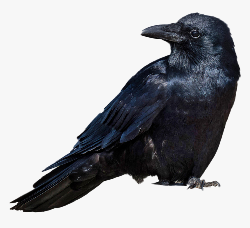 까마귀, HD Png Download