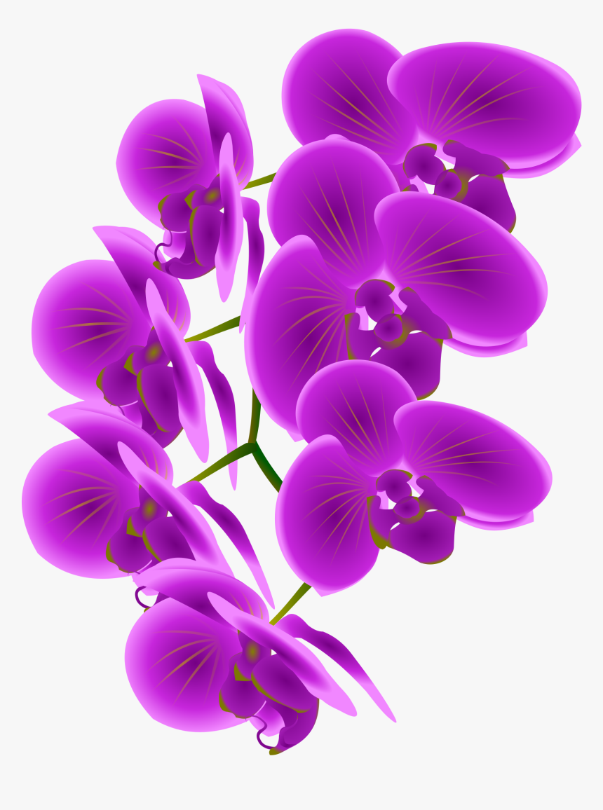 Collection Of Png - Purple Orchid Clip Art, Transparent Png