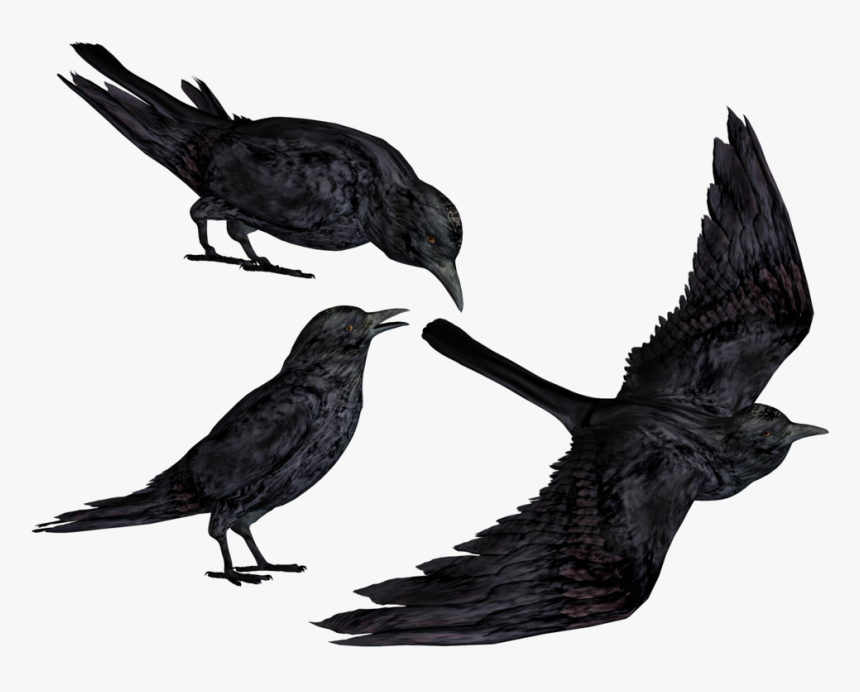 Crow Clipart Flying - Crows Transparent, HD Png Download