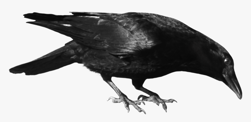 Crow Clipart, HD Png Download