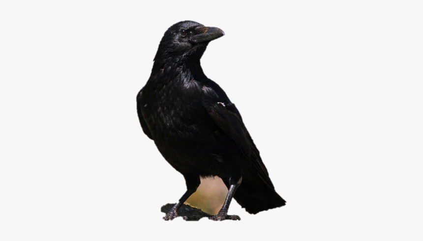 American Crow, HD Png Download
