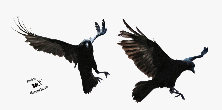 Halloween Crow Png Image With Transparent Background - Transparent Transparent Background Raven, Png Download