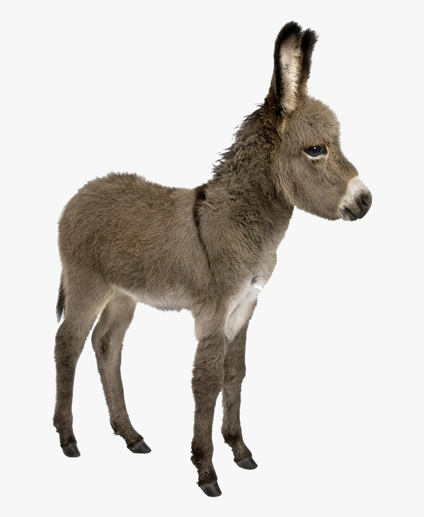 Donkey Png Images - Donkey And Young One, Transparent Png