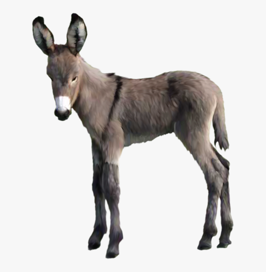Png Donkey, Transparent Png