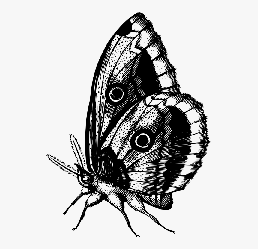 Butterfly,fly,moth - Colour Butterfly, HD Png Download