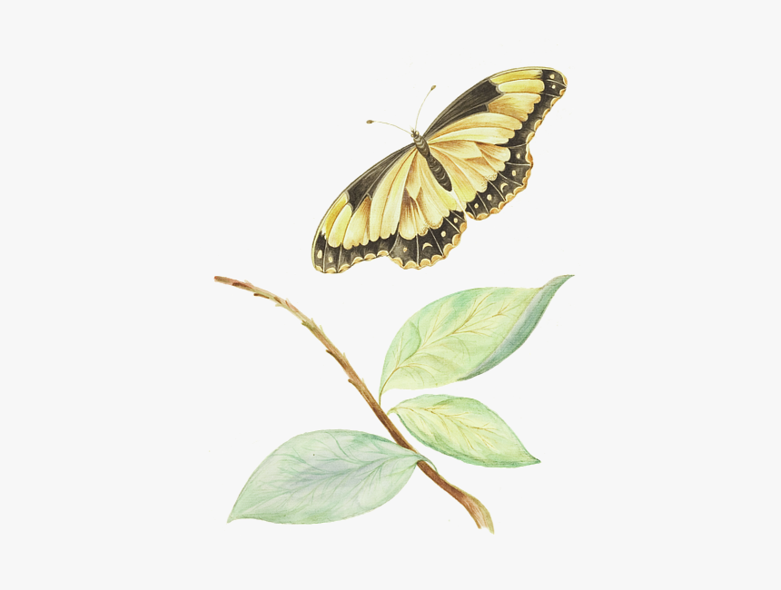 Papilio Machaon, HD Png Download